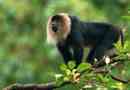 Vanera - egy shaggy macaque egy oroszlánfarkú